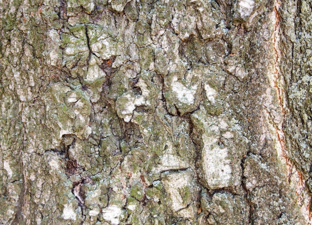 istock Textured bark of a very old birch in natural light 1255564745