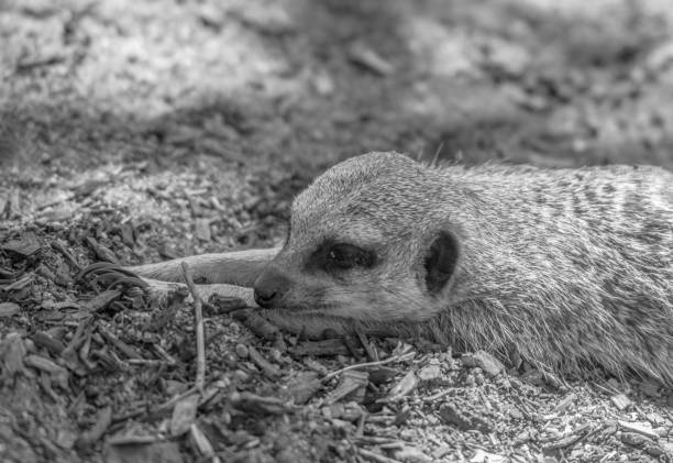 istock Portrait of meerkat. 1255565935