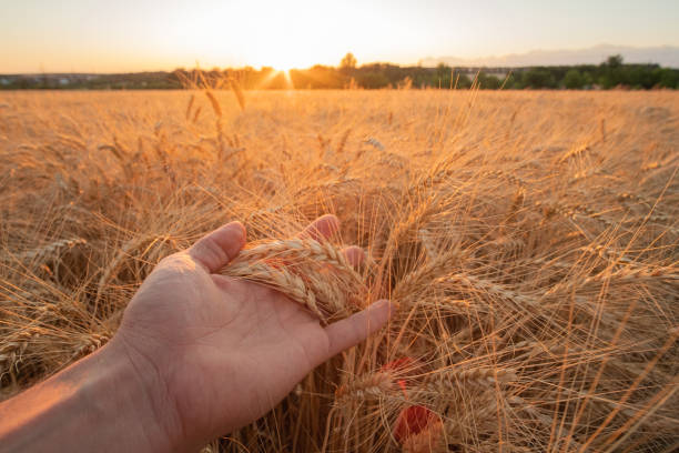 istock Rural outdoors scene, hand touches ripe wheat plants. 1255566089