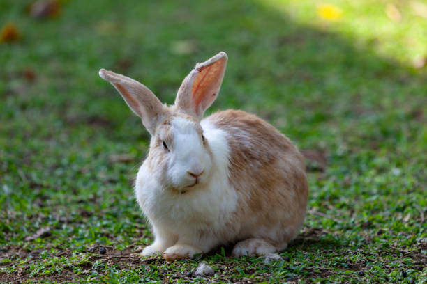 istock Rabbit in the garden 1255566800