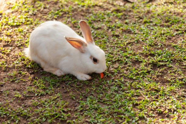 istock Rabbit in the garden 1255566820