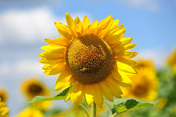 istock big sunflowers and bees against the sky 125556724
