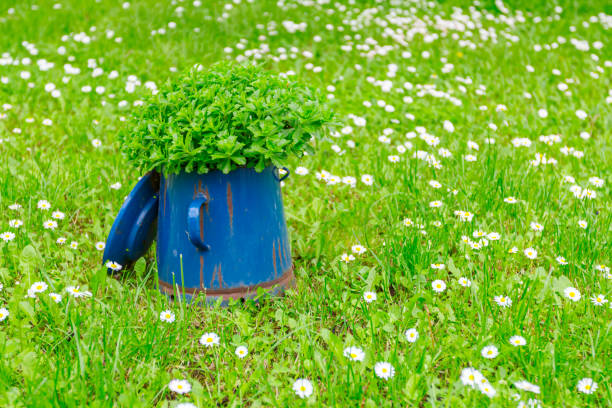Green vegetation is growing in old blue metal cook pot.