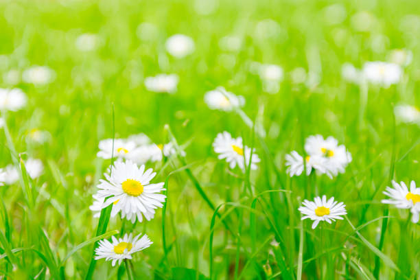 istock White Daisy flower on green lawn 1255568006