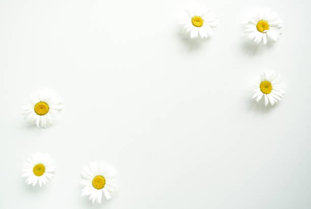 istock Daisies of flowers on a white background. 1255569109