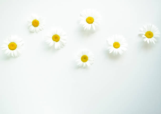 istock Daisies of flowers on a white background. 1255569654