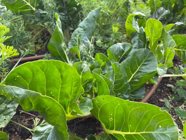 istock Silverbeet Growing in an Organic Garden 1255569789