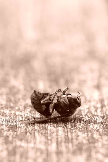 dead hornet on a wooden table - fugacity imagens e fotografias de stock