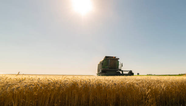 istock Harvesting of wheat field in summer 1255569970
