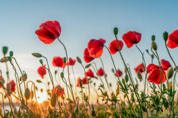 istock Red poppies with the sun setting behind 1255570120