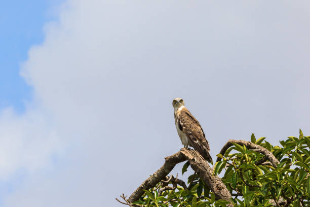 istock Short-toed snake eagle sitting in a tree and watching 1255571060