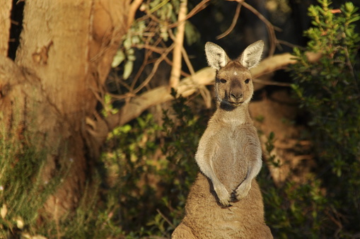 Western Grey Kangaroo (Macropus fuliginosus ocydromus)