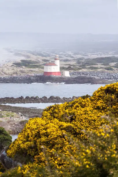 yellow blooms in the gorse opening up to a foggy beach and the famous Coquille River Lighthouse