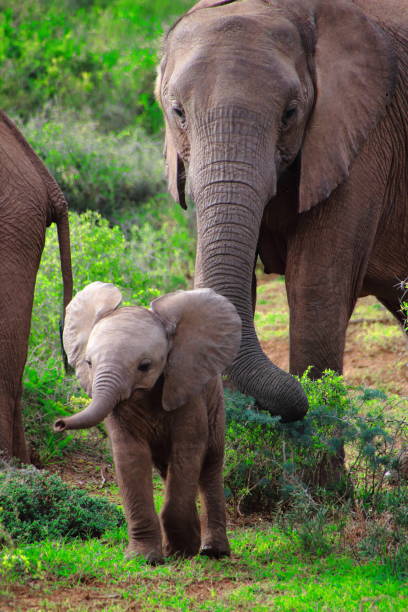 istock Mother and baby elephant in the wild 1255573312