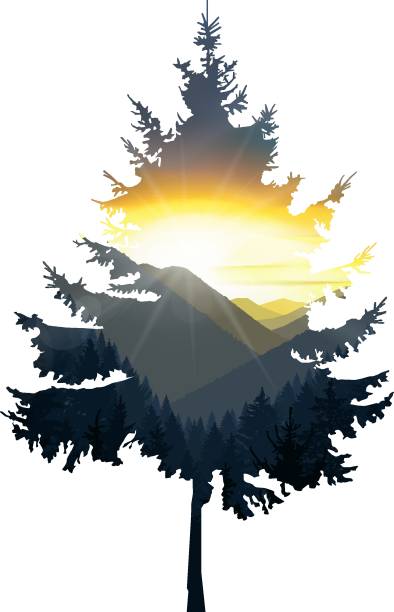 ilustrações de stock, clip art, desenhos animados e ícones de silhouette of pine tree - pine sunset night sunlight