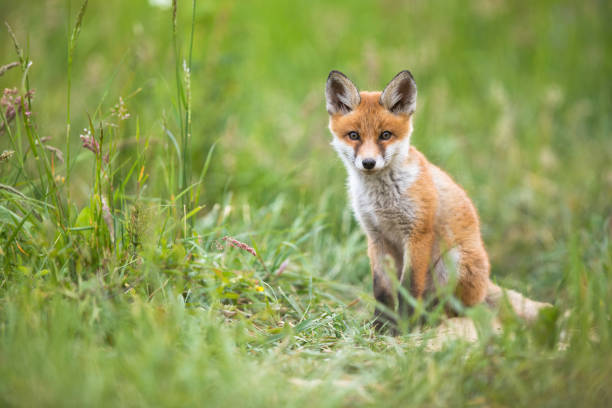 istock Red fox cub sitting on meadow in summer nature. 1255574784