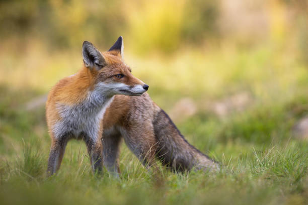 istock Red fox standing in grass during the summertime. 1255575597