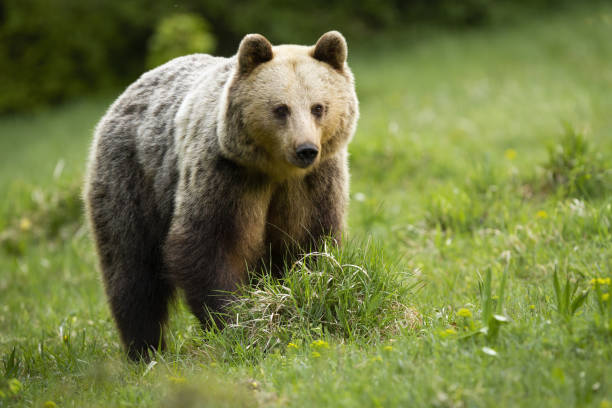 istock Majestic brown bear standing on meadow in summer nature. 1255575689