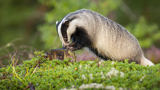 European badger, meles meles, sniffing on stump during the summertime. Little animal with black and white stripes smelling wood. Mammal feeding from side view.