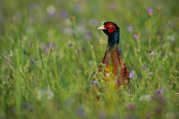 istock Common pheasant cock standing on meadow in summertime. 1255575954