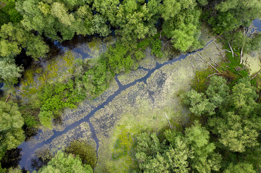 Marshlands pond and trees captured by drone from above. Green forest vegetation thriving around a natural lake with algae located in Morava river floodplain.