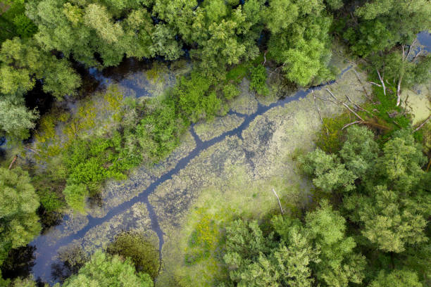 болотный пруд и деревья, захваченные беспилотником сверху. - riverbank marsh water pond стоковые фото и изображения