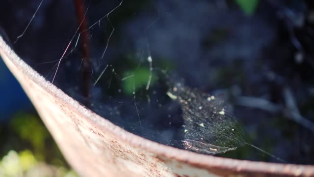Cobwebs on an old iron barrel. Close up. The spider weaved a web in an old rusty barrel. Insects in the country.