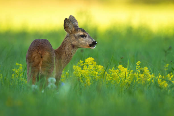 istock Roe deer doe standing on meadow in summer nature. 1255576080