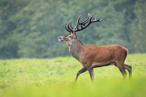 istock Proud red deer stag walking with head high on meadow in summer. 1255576148