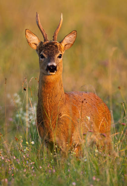 istock Alert roe deer buck standing on meadow in summer nature. 1255576724