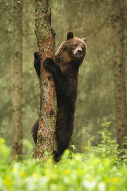A bear standing in a forest vertical view in north of Finland near kumho