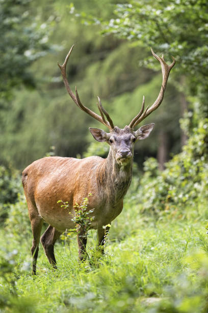istock Majestic red deer stag standing in forest in summer nature. 1255576842