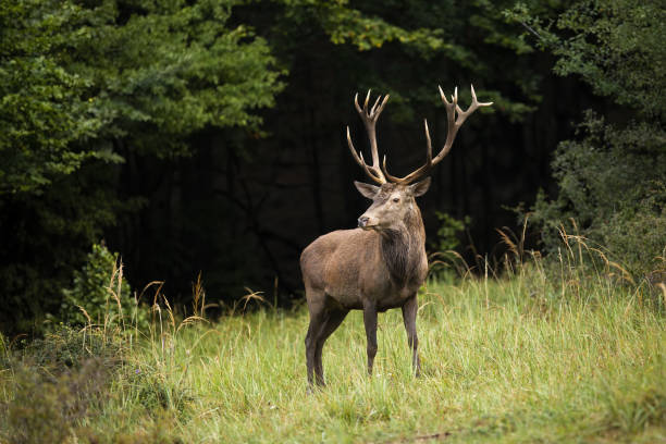 Red deer stag standing on a glade in autumn.