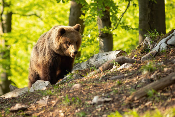 Wild brown bear standing in summer nature at sunset.
