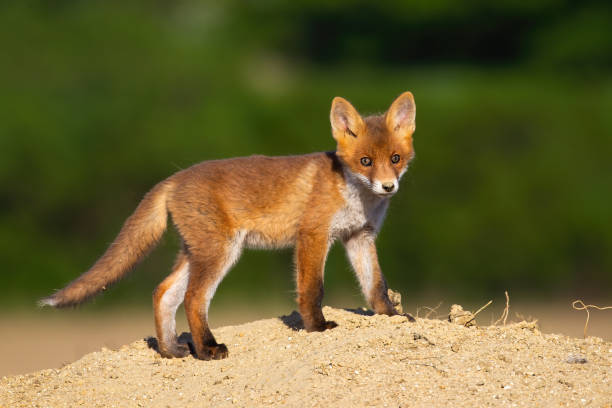 istock Juvenile red fox standing standing on sand in the summer. 1255576983