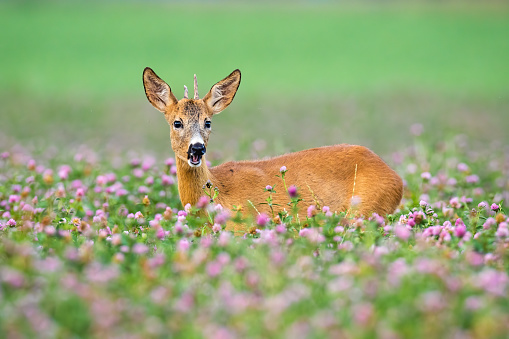 Young roe deer, capreolus capreolus, buck standing in clovers during the summer. Immature roebuck grazing in meadow with open mouth. Wild mammal watching in wildflowers with blurred background.