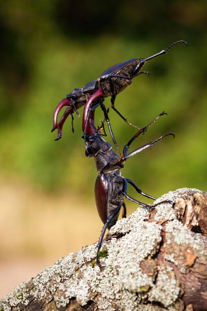Two stag beetle, lucanus cervus, males fighting against each other on the wood. Pair of insect with claws in battle. Wild bug holding the other one above his head.