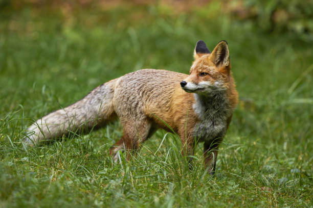 istock Wild red fox standing on meadow in summer nature. 1255577256