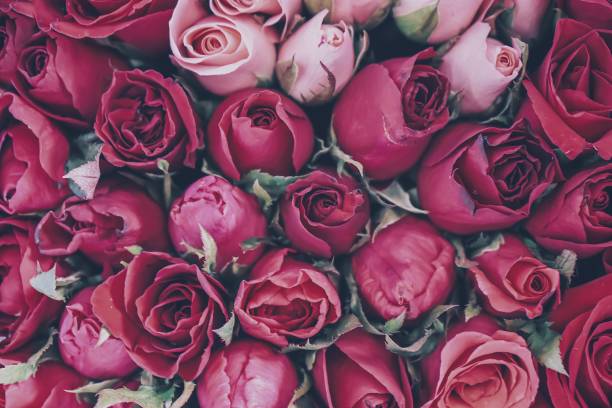 istock Full Frame of Roses Bouquet 1255577341