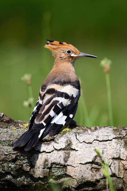 istock Young Eurasian hoopoe sitting on tree trunk in summer. 1255577971