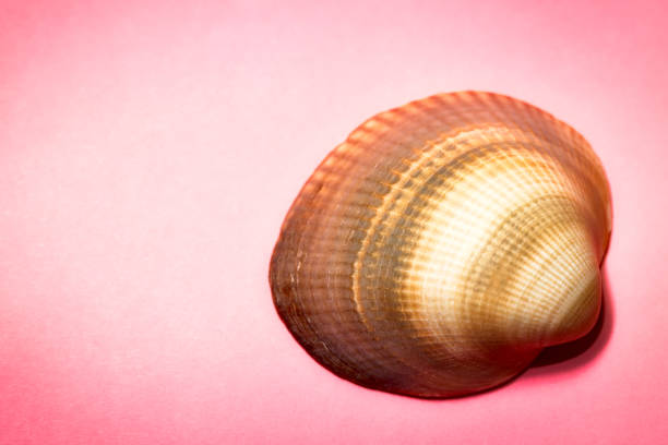 caparazón sobre un fondo rosa - remote shell snail isolated fotografías e imágenes de stock