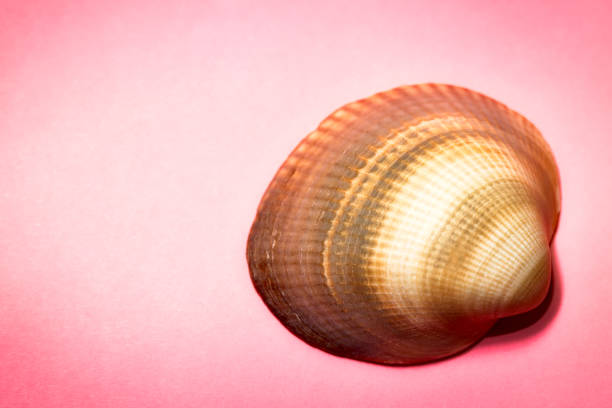 concha em um fundo rosa - remote shell snail isolated - fotografias e filmes do acervo