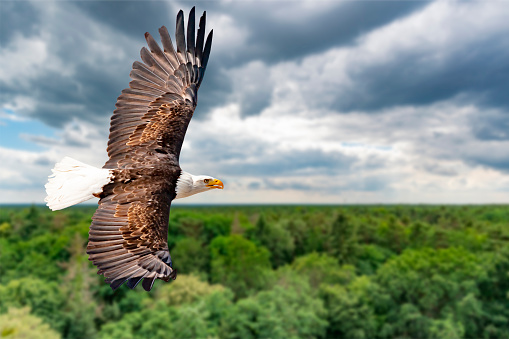 Eagle flies at high altitude