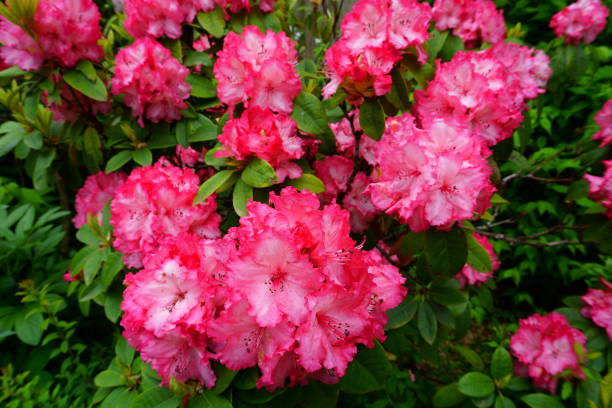 istock Blooming azalea branch. Pink flower. Nature background 1255579185