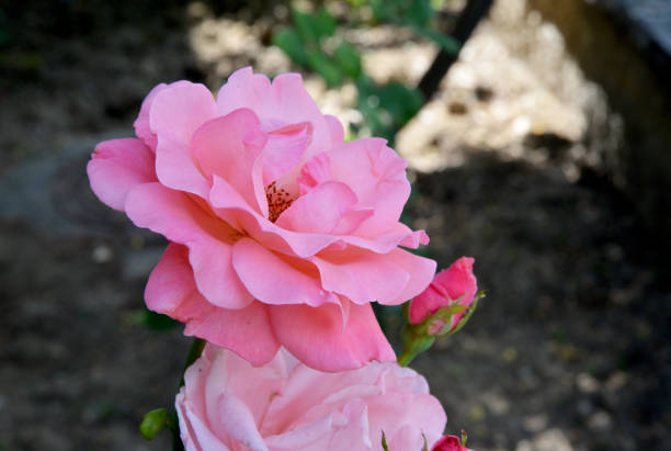 istock pink rose in the garden 1255579644