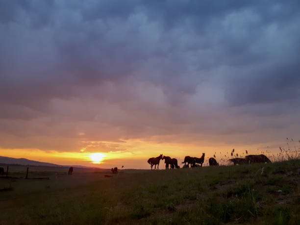 Photo of silhouette photo of a herd of horses on a summer green meadow in the light of the dawn sun tranquil scene with yellow blue cloudy sky
