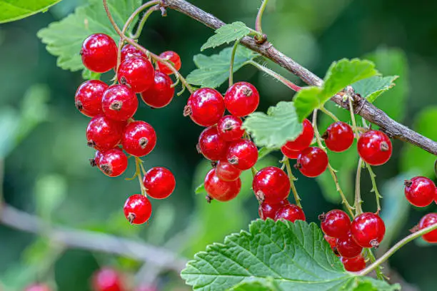 many redcurrants hanging on a twig with geren leaves