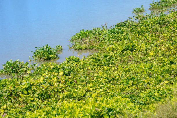 istock Eichhornia crassipes on the water 1255582728