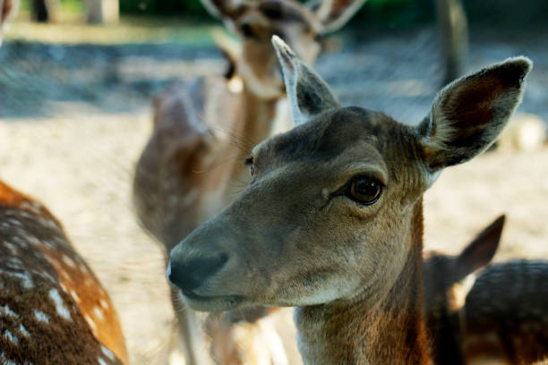 damhirsche im wald. - 7956 stock-fotos und bilder