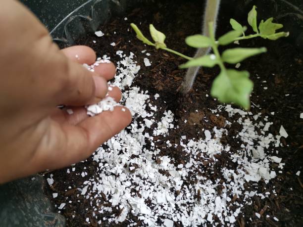 Using Egg Shells as Fertilizer One way to fertilize plants is to use beaten egg shells. plant fertilizer stock pictures, royalty-free photos & images
